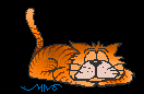 animated cat